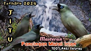 Download Lagu Terbaru 2024 Murai irian Super Gacor isian Lengkap...!!! 100%isian Gacor dan Terapi Air Mengalir MP3