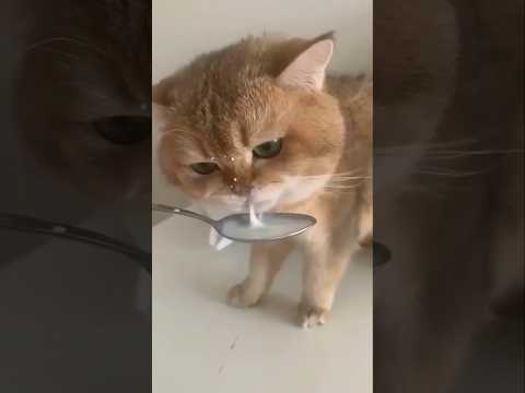 قطه المنزل قطه كيوت قطه جميله قطه تشرب حليب مضحك