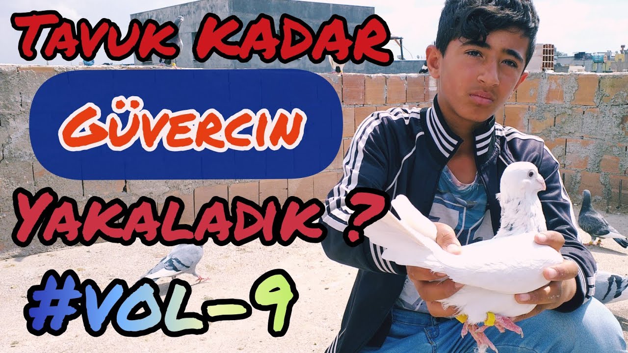 Tavuk Kadar GÜVERCİN Yakaladık ! [ Küçük Cambaz ] #VOL-9 ADANA