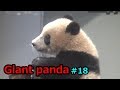 Giant panda⑱ シャンシャン 可愛い仕草 顔をサワサワ ジャイアントパンダ【上野動物園】