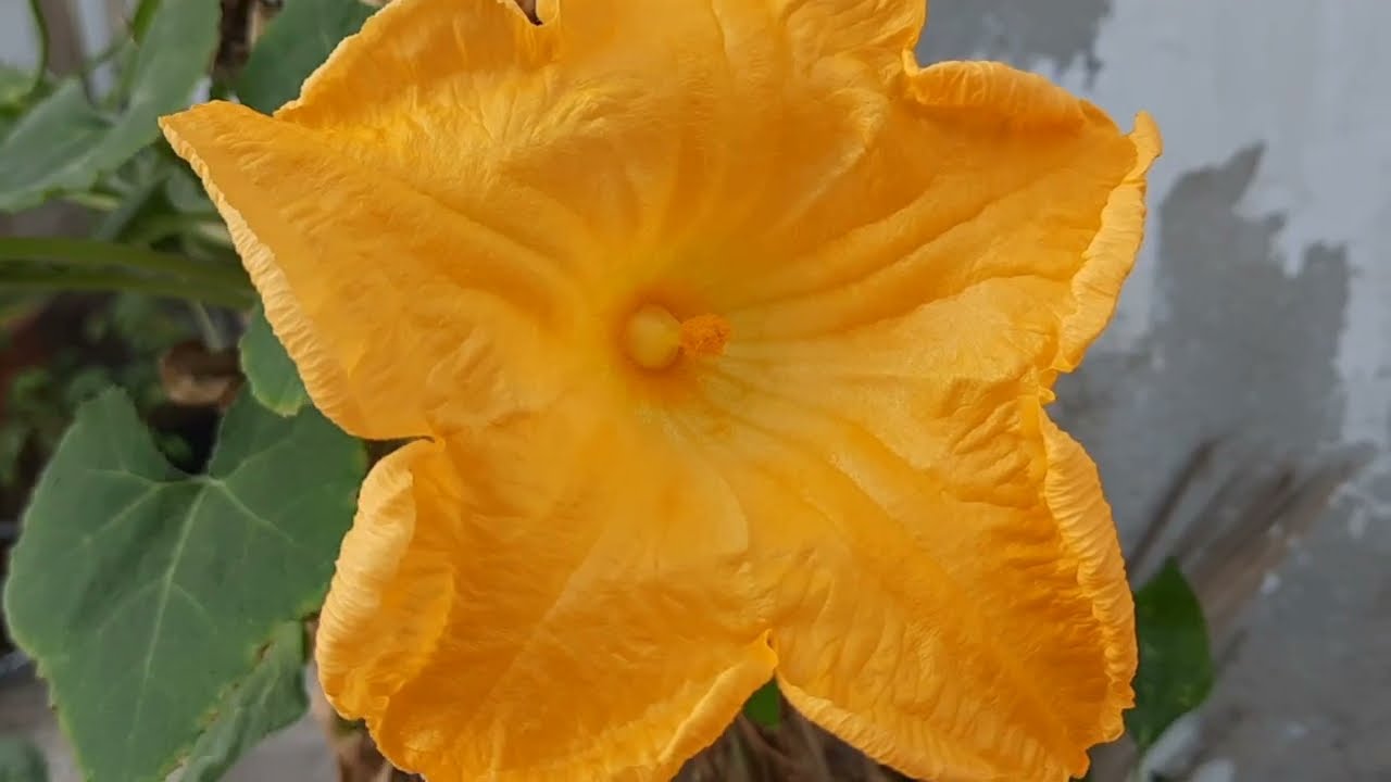 ദേവിക വിഷ്ണുവിനെ കുറിചുള്ള സത്യം മനസ്സിലാക്കുന്നു പൊന്നുമണിയെ തങ്കച്ചയിൽ നിന്നും കൊണ്ടുപോകുന്നു