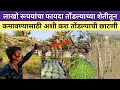 तोंडल्याची छाटणी करण्याची योग्य पद्धत | Tondli cutting Tondli farming in maharashtra