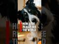 How Dogs REALLY See the World 👀