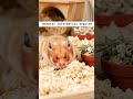 Hamster