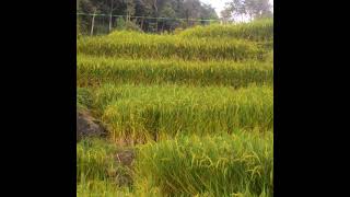 ALAT PENGUSIR BURUNG TRADISIONAL #HOBBYPETANI_4