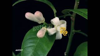 gettyimages abtf207 640 adpp A lemon tree branch blooming - stock video