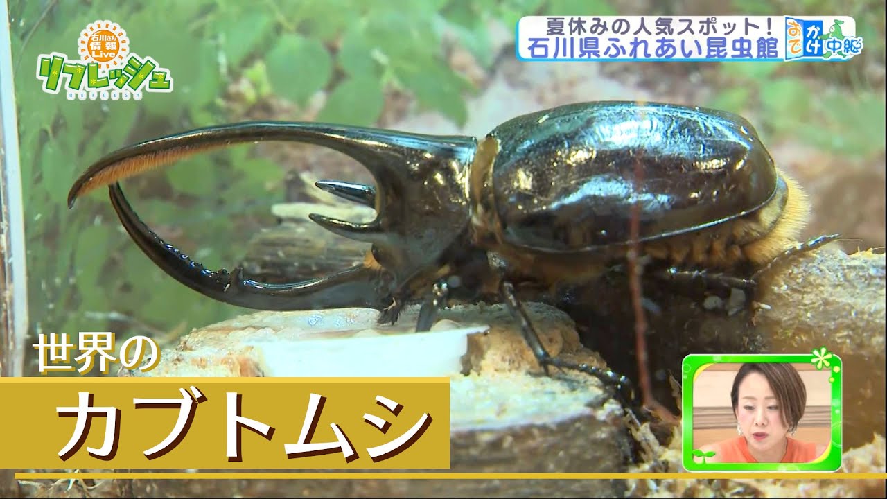 世界のカブトムシ クワガタムシ 夏休みの人気スポット 石川県ふれあい昆虫館 おでかけ中継 Youtube