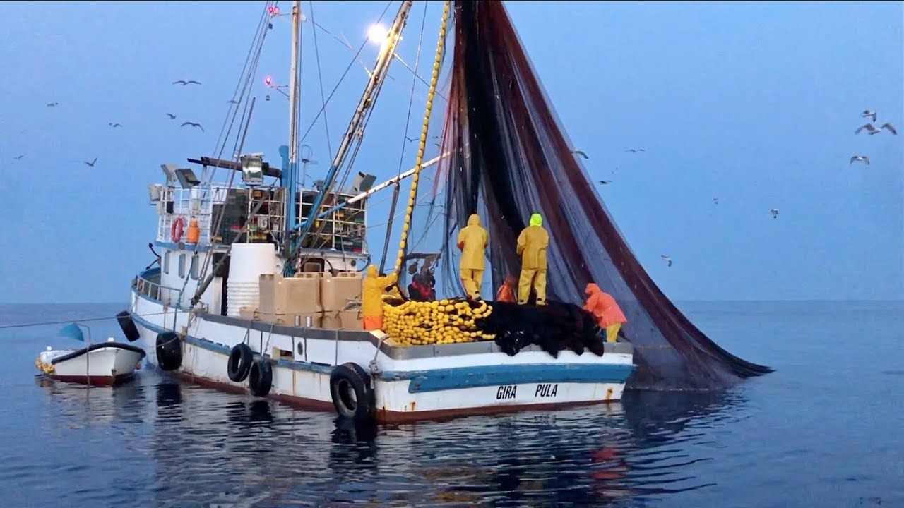 Így lesz konzerv reggelre az éjjel kifogott szardíniából