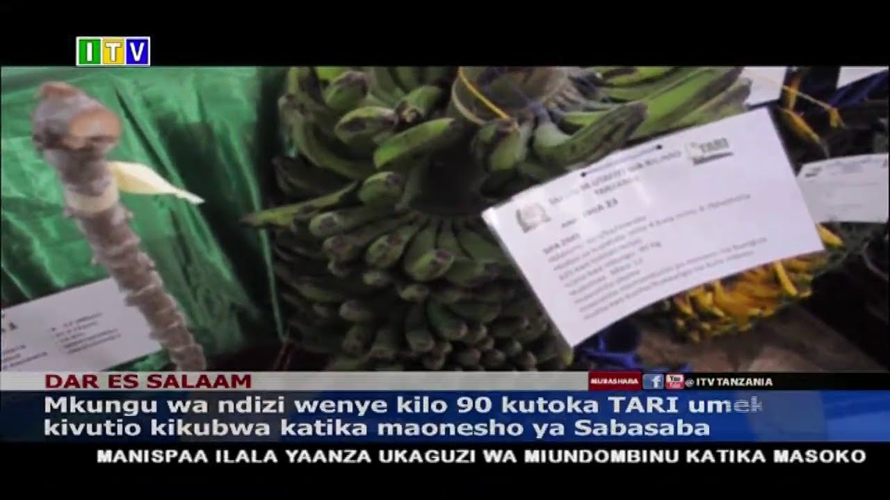 Mkungu wa ndizi wa kilo 90 wawavutia wengi Sabasaba.