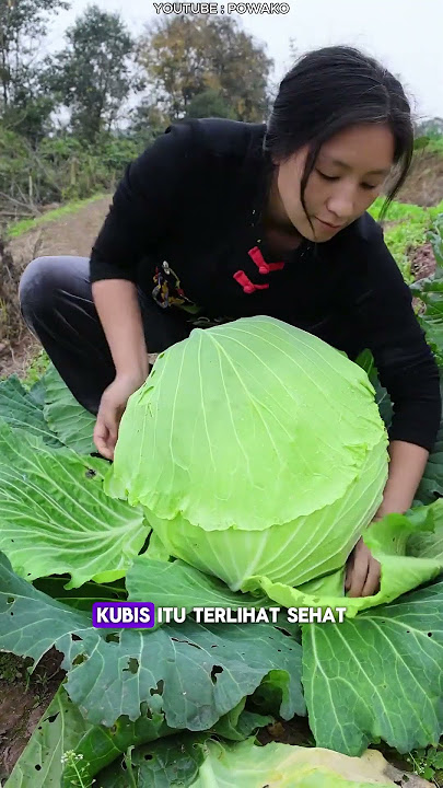 Kubis Super Besar: Hasil Panen Wanita Tangguh di China
