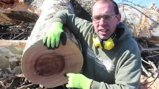 Big Sycamore from WunderWoods