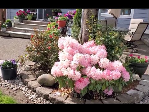 Video: Rhododendron Keltainen (17 Kuvaa): Kuvaus Lajikkeista 