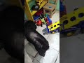 #cat #dogvideos #catsfriends #dogshorts