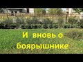 Вся правда о живой изгороди из боярышника. Часть 2 | Про Сад с Любовью