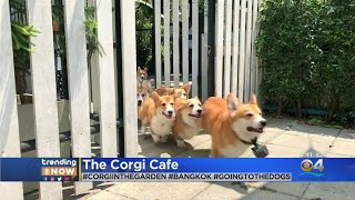 Trending: Corgi Cafe