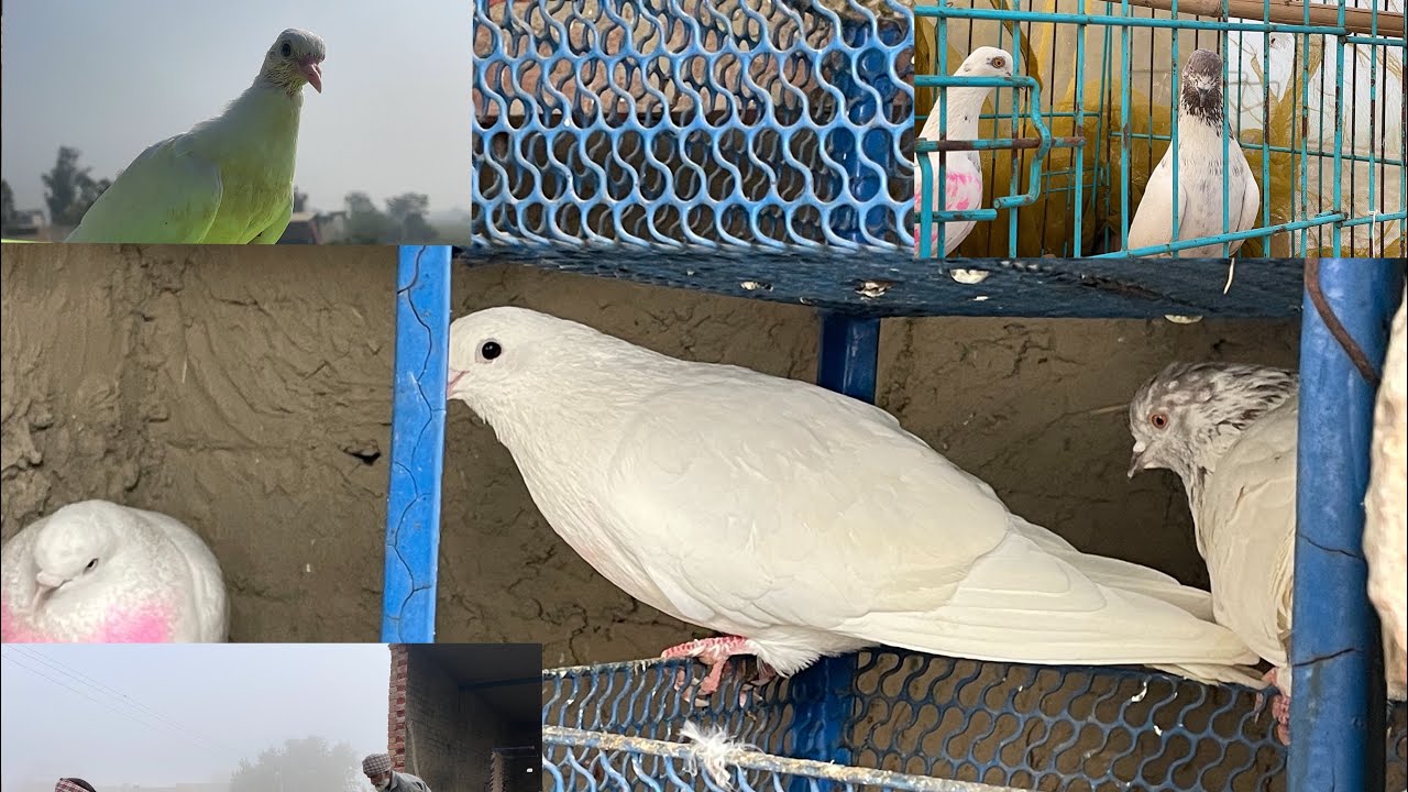 || ਬਾਬਾ ਗੂਰਦੇਵ ਆਲੇ || ਕਬੂਤਰ ਦਾ ਲਿਆ ਤ ਜੋੜ(ਕਰੋ ਸ਼ੌਂਕ ਨਵੇਂ ਜੋੜ ਦਾ)💖