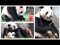 Qi Ji &amp; the itchy paw🐾A short but sweet snuggle bout💕🐼King Tian in a sugarcane euphoria🍬😋