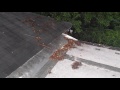 Aluminum Sunroom Roof Repair