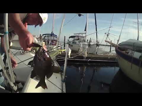 WORLDS GREATEST BAIT WORLDS GREATEST FISHERMAN CATCHES SO MANY BIG FISH
