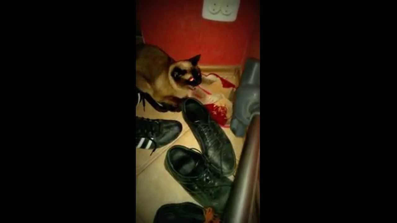 Кот сатаны,Satan's cat