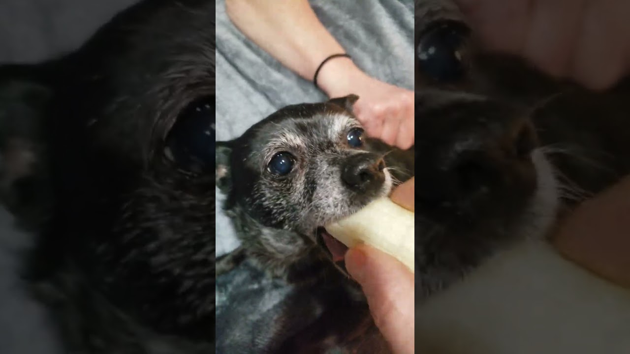 Fruit bat eats banana