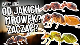 Od jakich MRÓWEK zacząć HODOWLĘ? - Poradnik #2