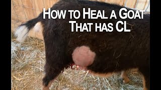 How to heal a goat that has CL