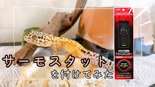 サーモスタットを付けてみた【レオパ初心者の温度管理】