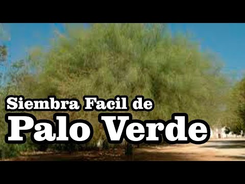 Video: Información del árbol de Palo Verde: Cómo plantar árboles de Palo Verde