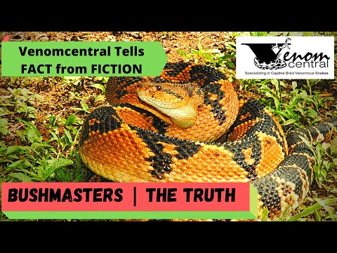 Video: Sự thật thú vị về rắn bushmaster