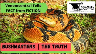 Bushmaster snakes The Truth  |  @Venomcentral tells Fact vs Fiction screenshot 3