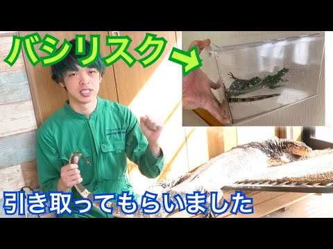 炎上 アニマル タイガ