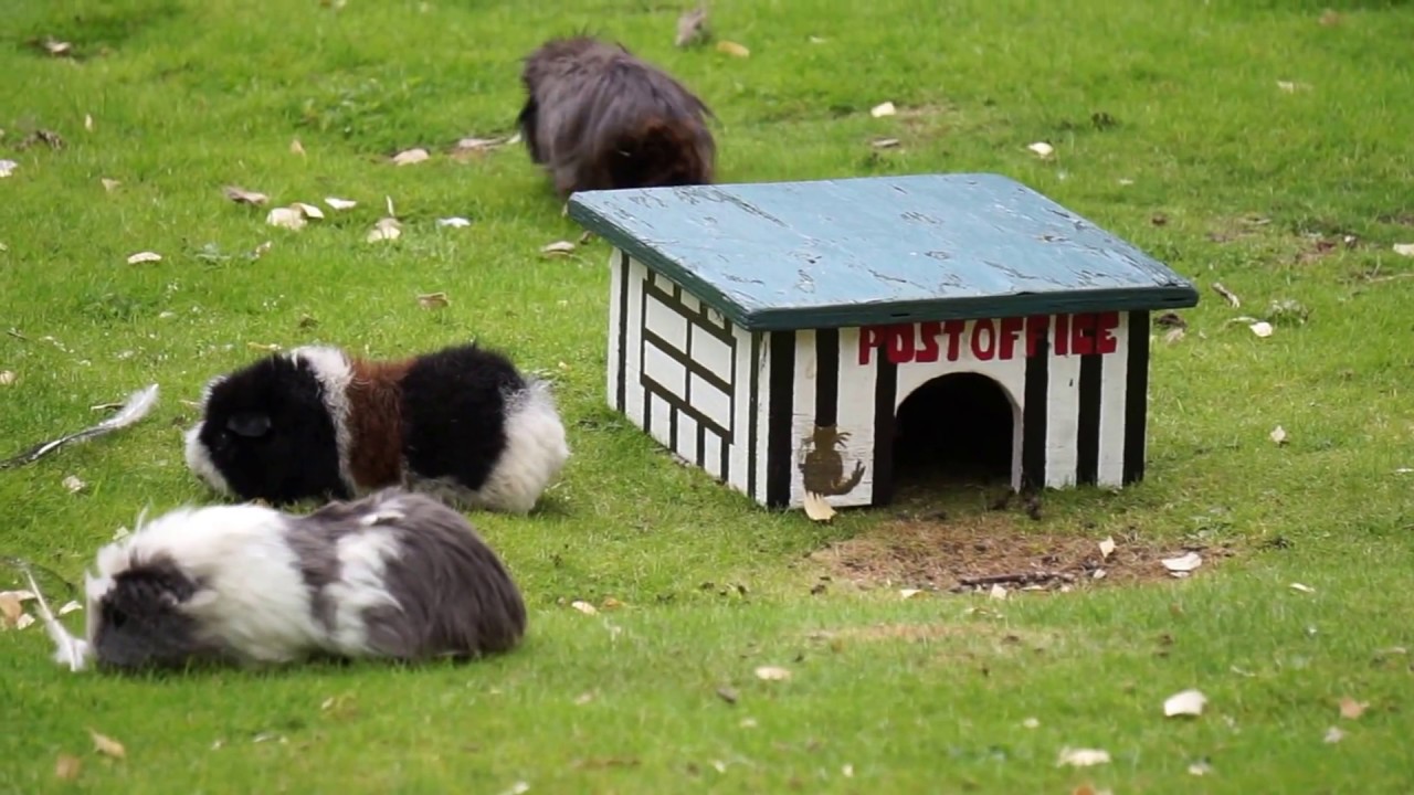 Guinea Pig Village Beale Park YouTube