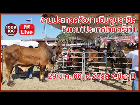 งานประกวดวัวงามสายฮินดูบราซิล ชิงแชมป์ประเทศไทย ครั้งที่1  ณ. อ.จัตุรัส  จ.ชัยภูมิ 29 มค. 66