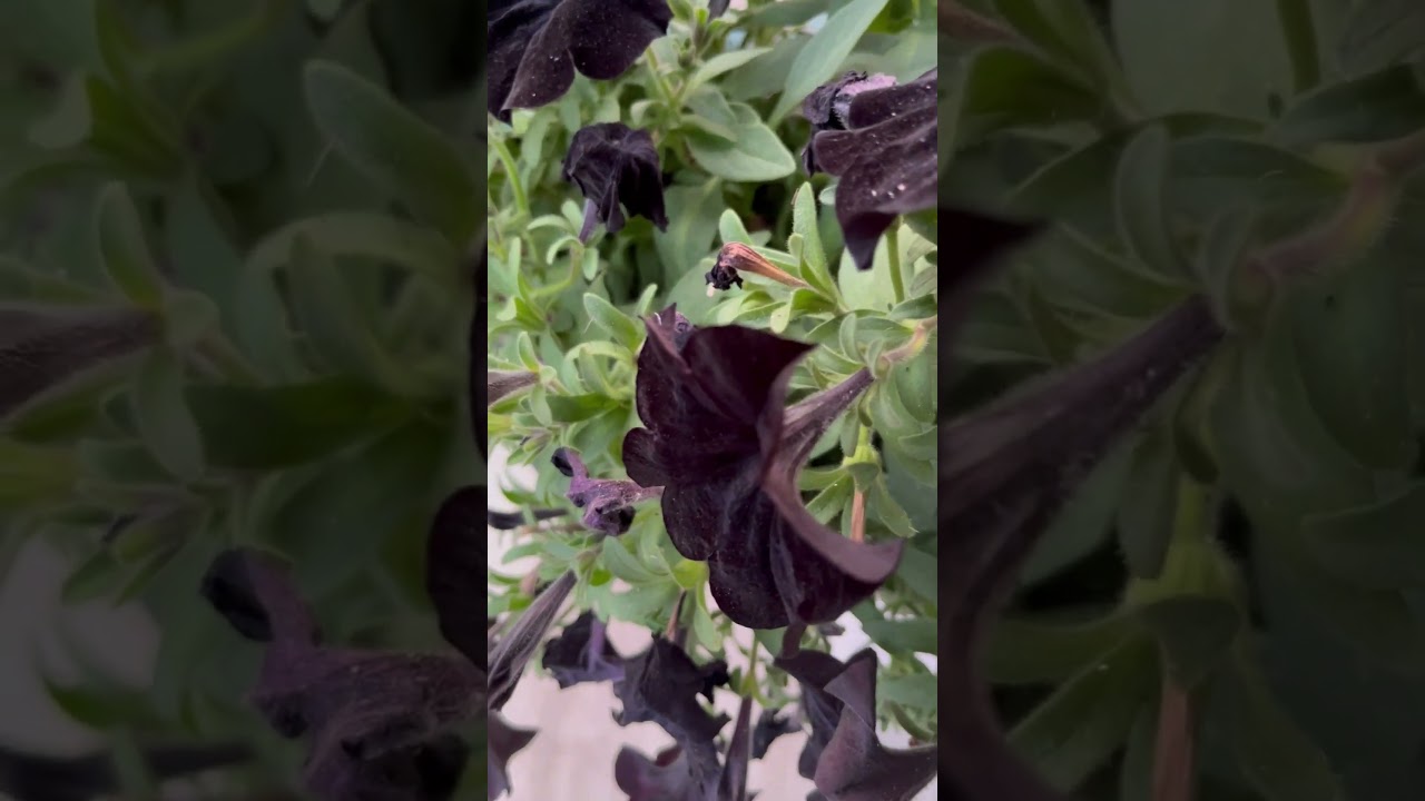 Dark purple flowers looks like black 