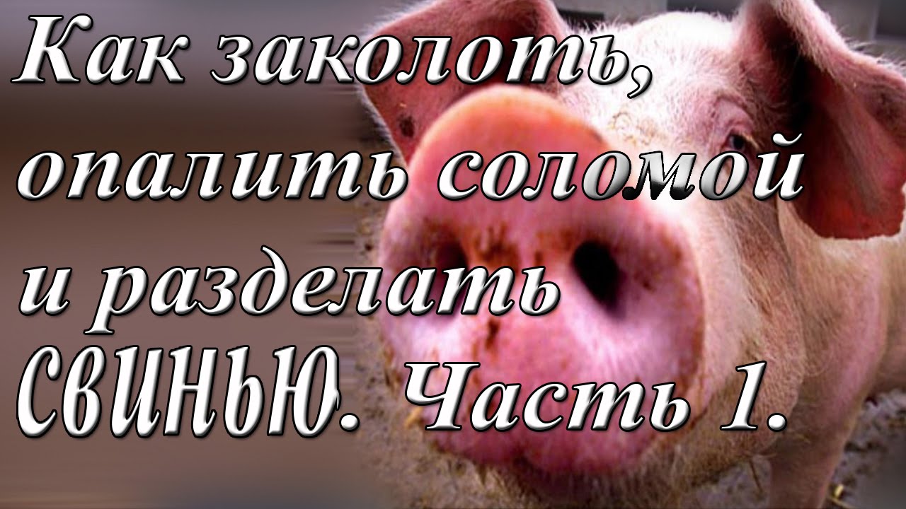 Забой свиньи в сердце схема