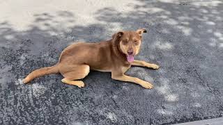 Rottweiler Mix Training | Groot | Whittier, CA