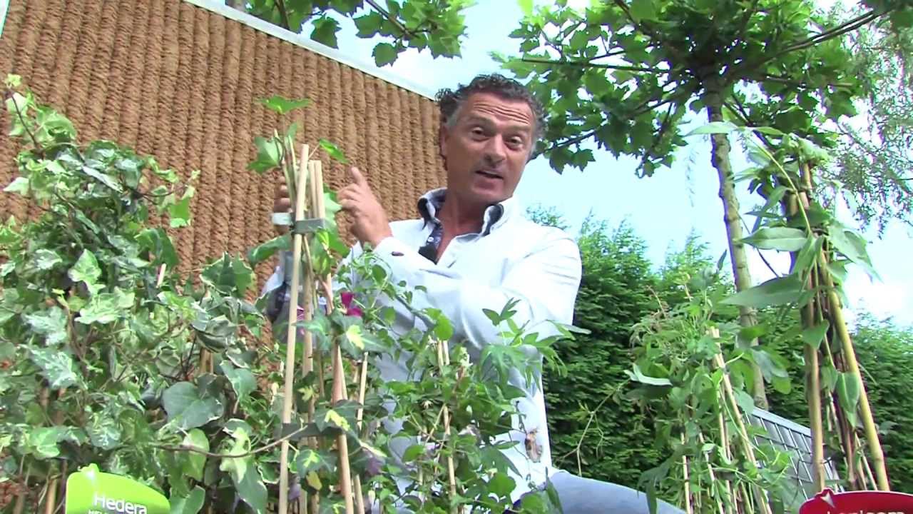 Hoogte Kan weerstaan slepen Klimplant tegen schutting - Tuinieren.nl - YouTube