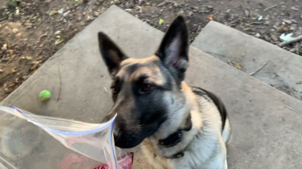 Rabbits : Raw Meat For Dog Food/Treat