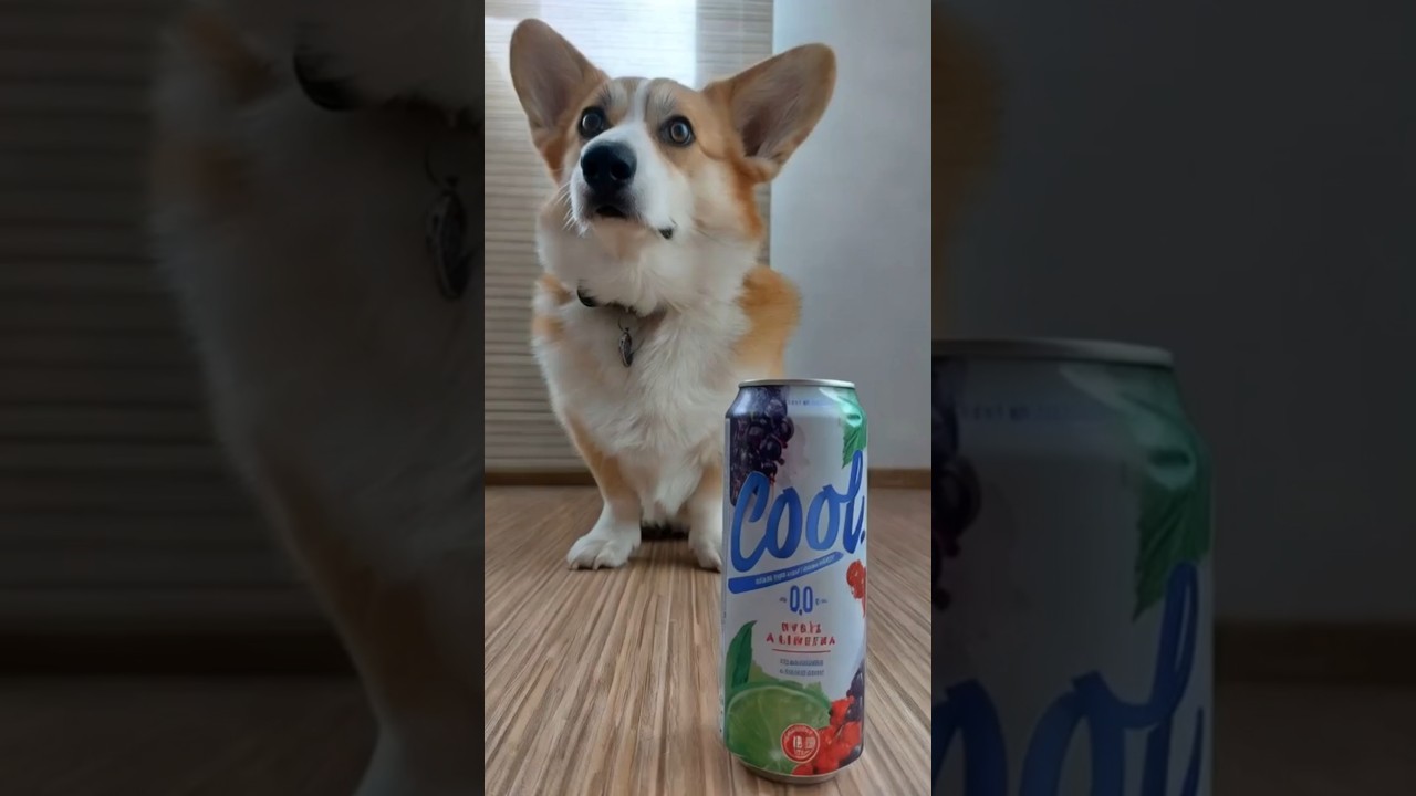 Выходной для печени Light. Вкусная смородина. Cool Rybíz & Limetka \ Pivovary Staropramen