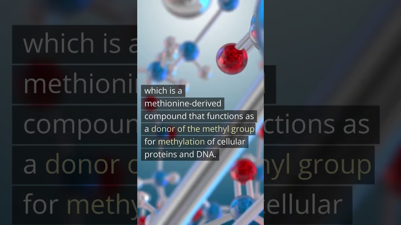 3div Direct Amino Acid Sensors Upstream of the Rag GTPases
