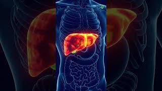 The Hidden Early Stage of Fatty Liver Explained