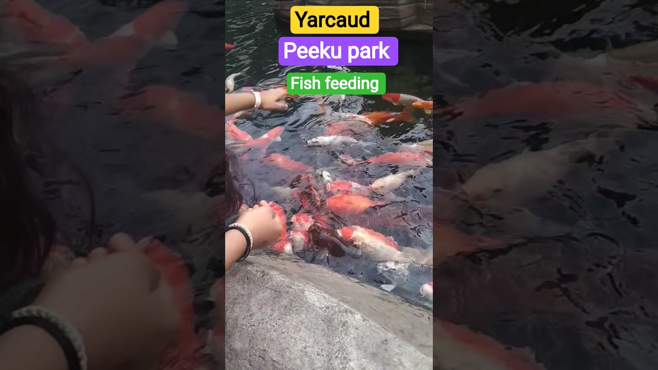 peeku park yarcaud fish feeding #yarcaud#peekupark ##fish #fishfeeding #shortsfeed #yt#tour #tourist