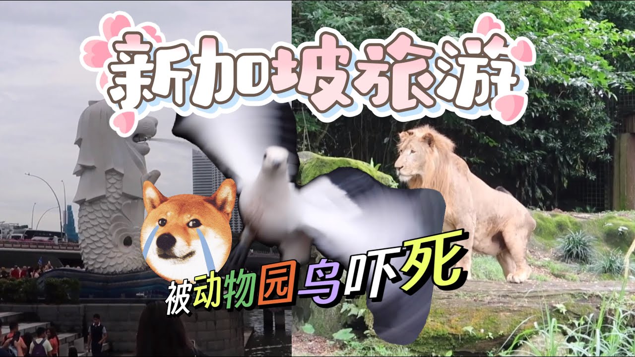 新加坡旅游Vlog | 鱼尾狮公园+动物园+濱海灣金沙（第三集）