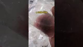 5 Strange Things Sold at the Jatinegara Ornamental Fish Market! 😱 #ornamentalfish #fish #predator...