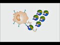 Humoral Immune Response