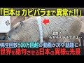 「日本はカピバラまで異常だ!!」日本のカピバラのある光景が海外で話題に！500万回超え再生の動画が生まれるほど人気のカピバラとは？世界を絶句させた日本のカピバラに注目！！【海外の反応】