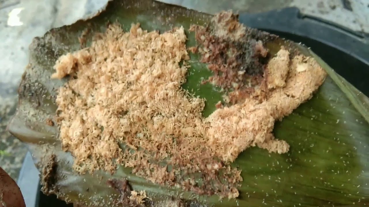 Budidaya maggot, membuka peluang usaha 