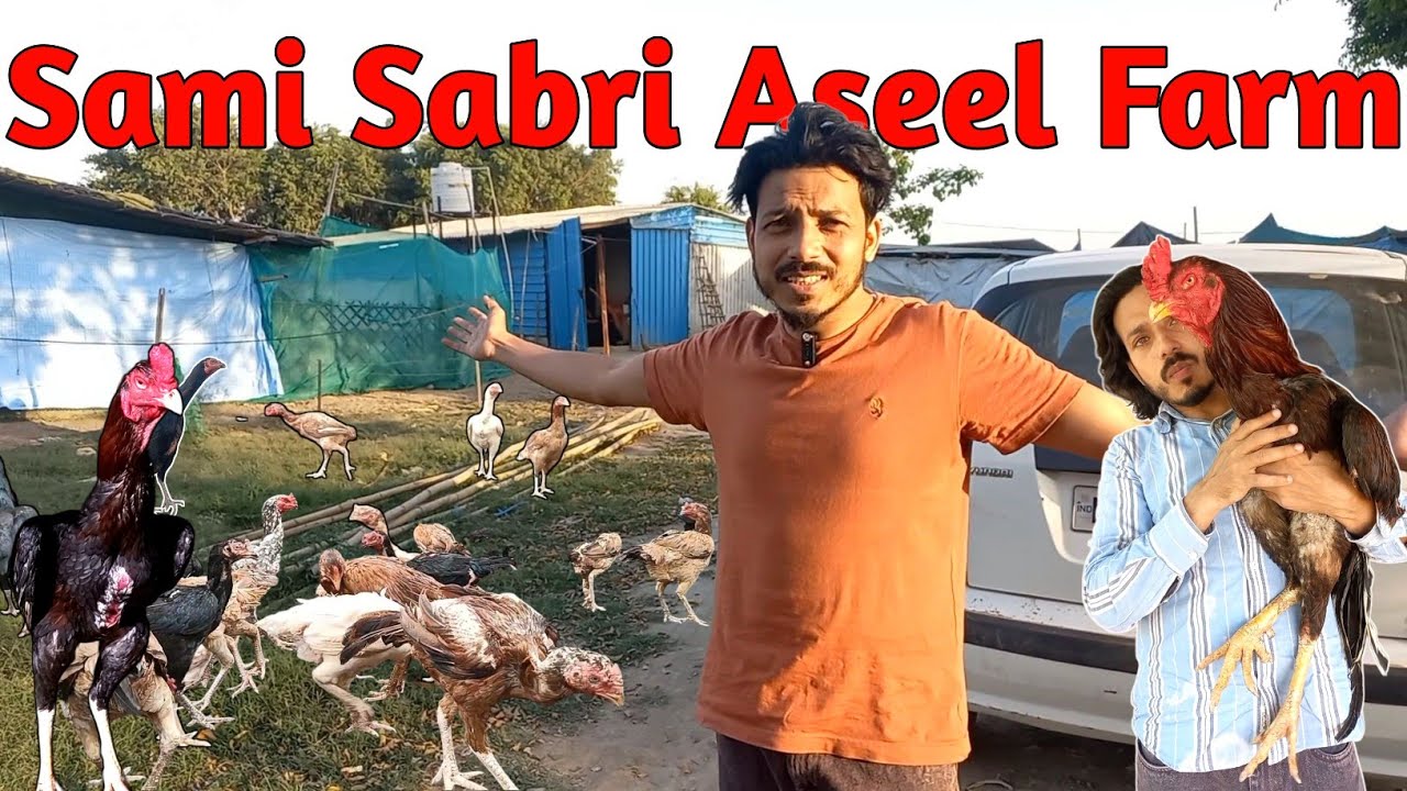 Welcome to sami sabri aseel farm | aseel murga sale in india @Sabriaseelfarm