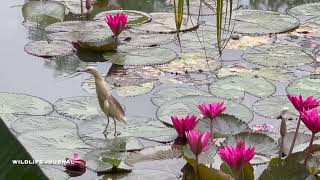 Indian Pond Heron At The Wetland On Lily Pads